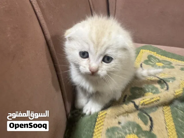 قطط جميله جدا مكس شانشيلا سكوتش