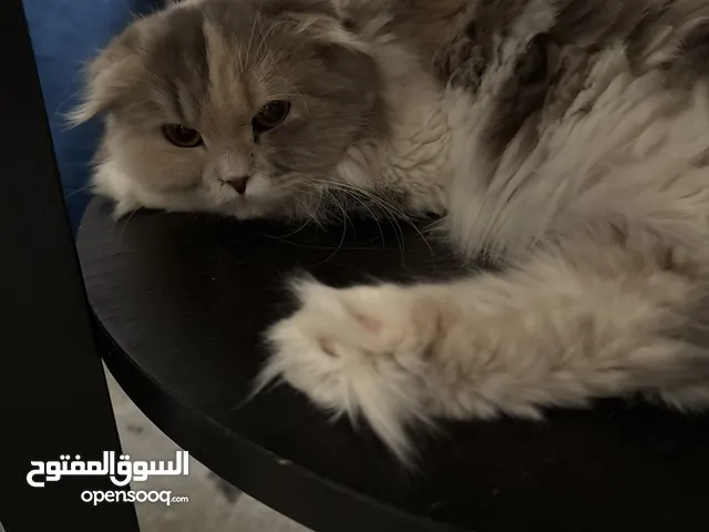 قطة سكوتش فولد لونق هير العمر 10 اشهر نثية