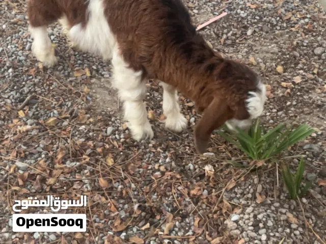 للبيع عنز امورها طيبه