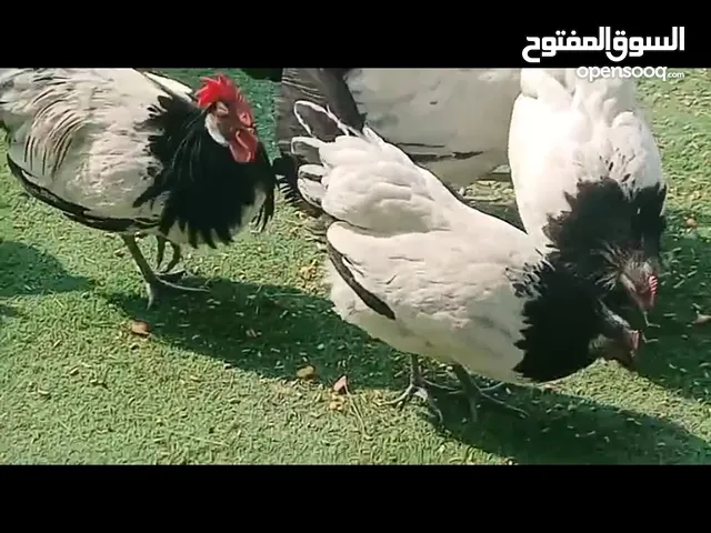 البيع دجاج لاكن فلدر العمار شبب توهم مبلشين بيض احجام وصحة طيب