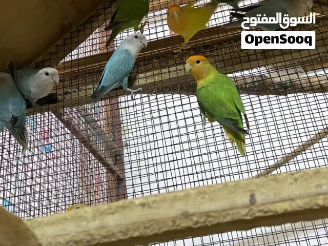 روز فرديات و ازواج كما موضح ف صوره
