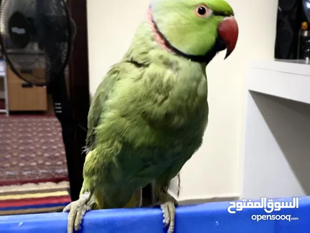 Indian Green Ring Neck Parrot (Male), 8-9 months old