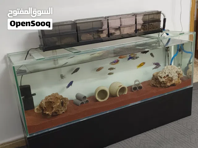 حوض سمك استعمال شهرين تفصيل محمد الترك 150*45*40 مع جميع اغراضه والسمك الموجود فيه 100 ديمار نهائي