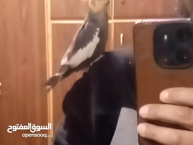كوكتيل اليف