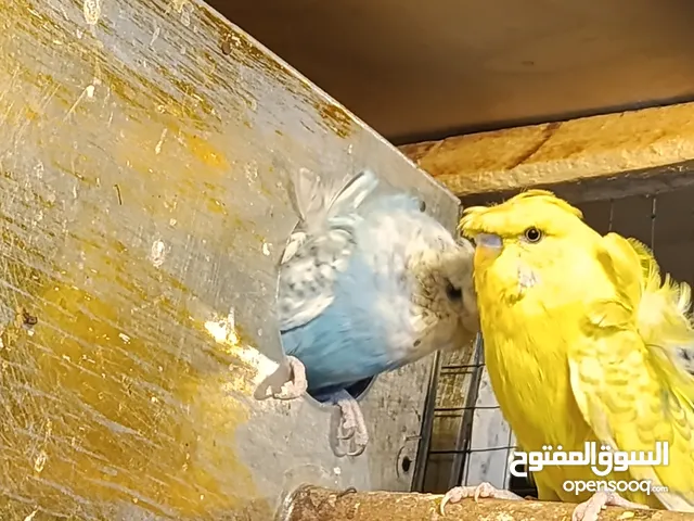 متاح زوج هاجرمو امايات