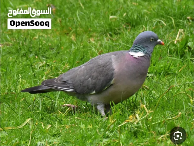 انثى الغفغاف