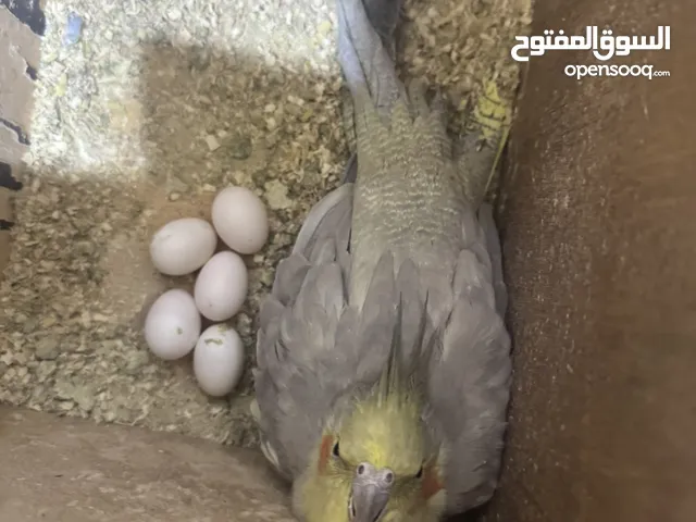 جوز ككتيل بسعر حرق حرق حرق حرق 35 وجوزكنار 12