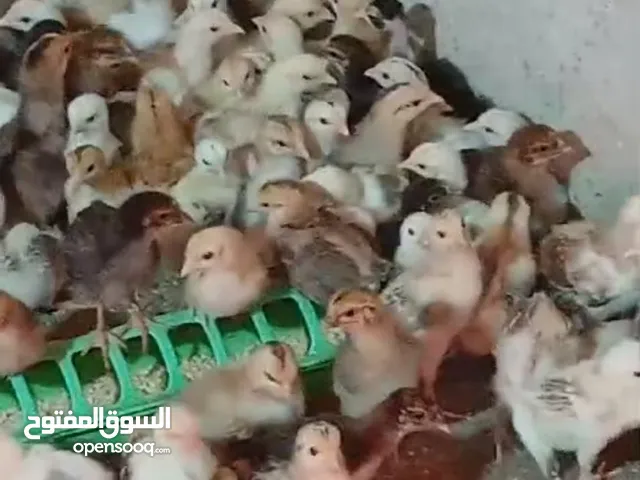 صيصان تهجين عماني فرنسي للبيع