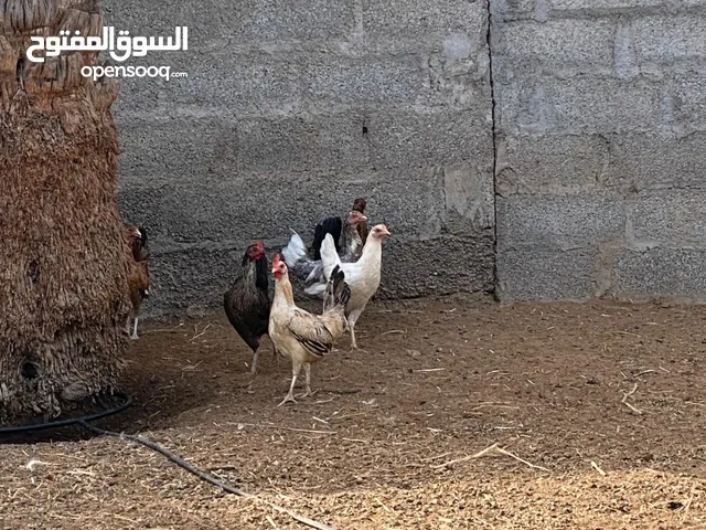 دجاج للبيع راس 2 ريال