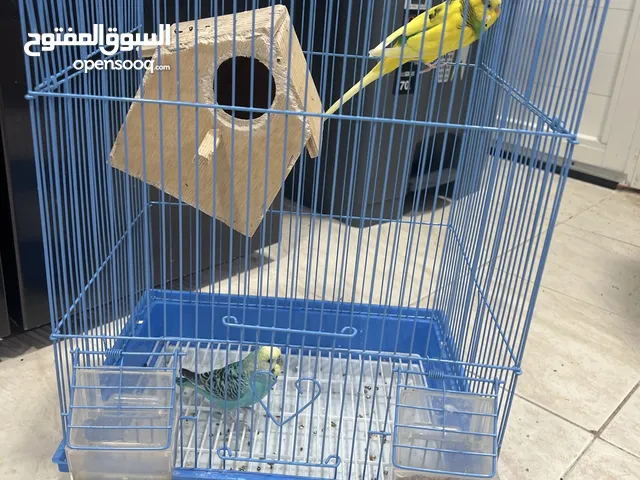 للبيع زوج طيور حب ربوه