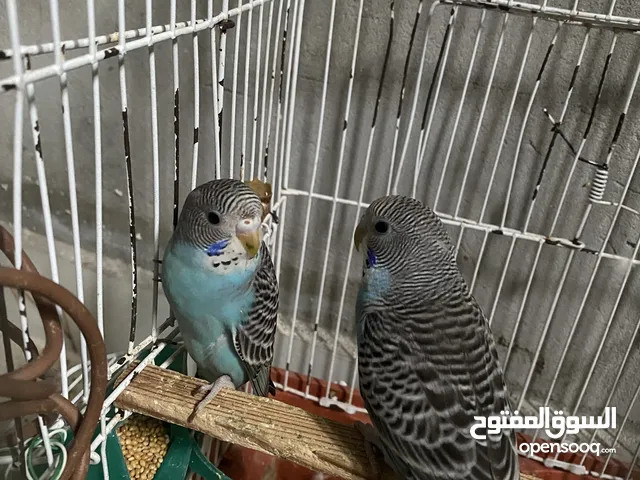 جوز لبيع ريش50 دينار