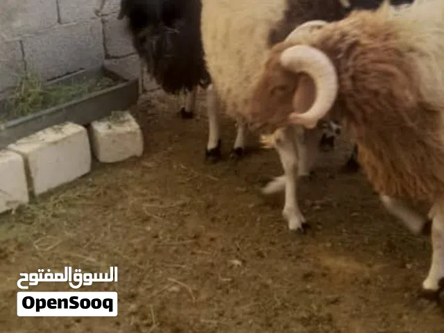 5 خمسه خرفان للبيع