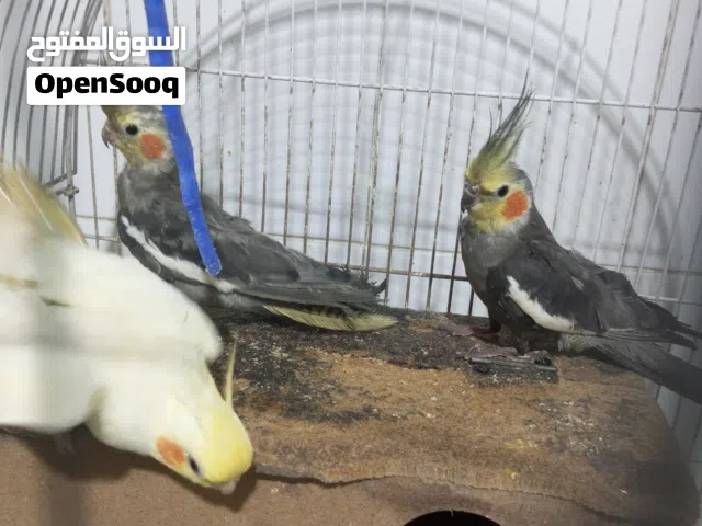 طيور كوكتيل3ازواح