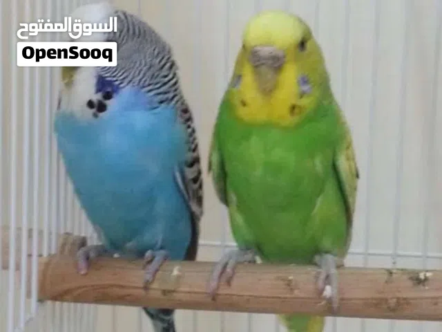 طيور حب  للبيع