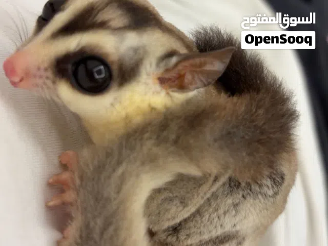 شوقر قلايدر  sugar glider