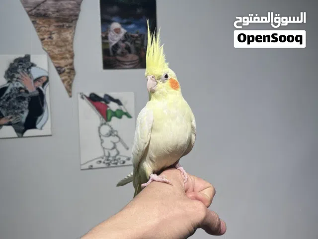 عصافير كوكتيل عدد 5 للبيع 100 دينار قابل للتفاوض ألوان مختلفة.