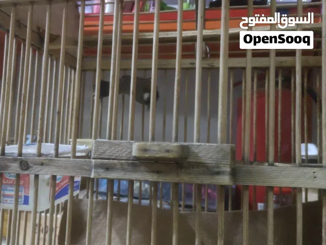 بلبل لبيع اقره الوصف مهم
