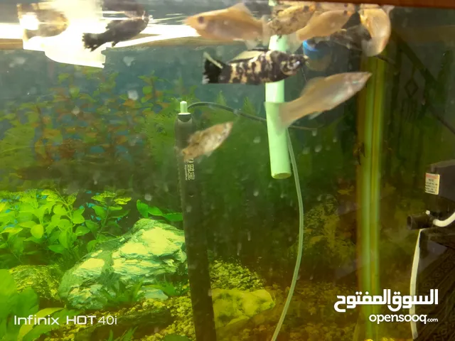 مولي جوبي كوي. ارخص سعر في السوق Guppy fish Molly fish Koi fish ا