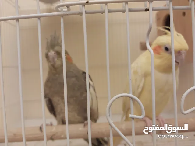 ببغاء كروان  زوج للتفريخ غير اليف