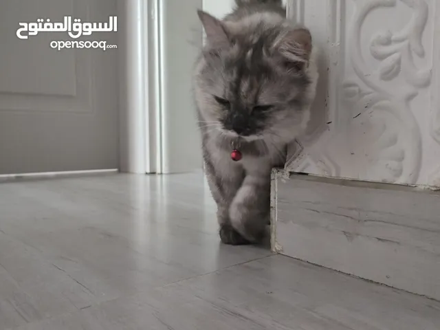 قطة تركية بيور العمر 6أشهر