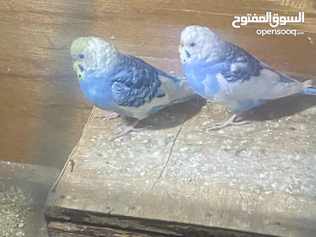طيور حب عدد 5 مزاوجات ومبيضات للبيع