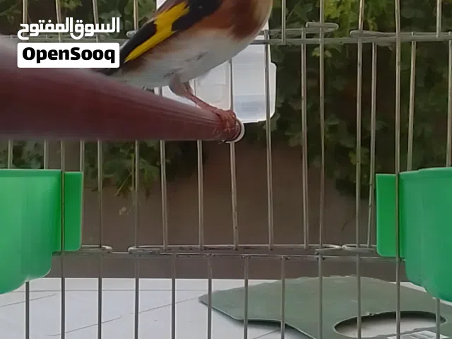 دجوقه قديمة