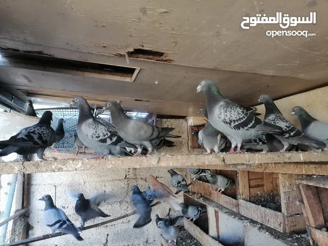 تصفيه حمام زاجل