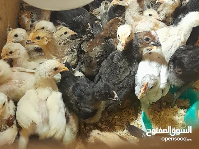 صيصان بلدي للبيع بسعر دينار للصوص بصحة ممتازه ماخدات فيتامينات