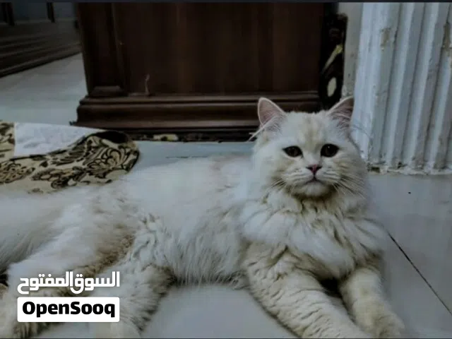 اسعر9الف اقرأ الوصف الذي يوجد في اصورة رقم2