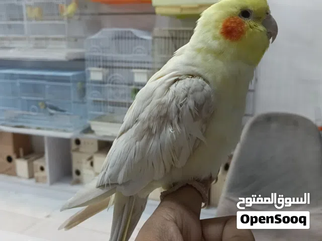 Cocktail Latino MASHAALLAH Very Beautiful No Bitting Very healthy  Beautiful Singing