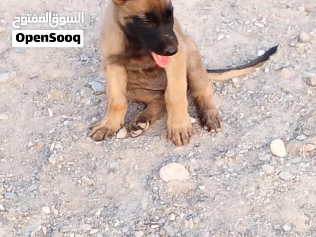 Belgian malinois
