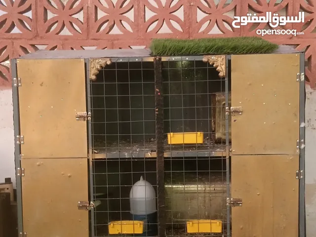 قن حديد وجوز وطيورة حمام