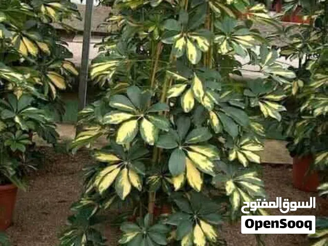 نبات شفليرا زريعةللبيع طول+كثافة+تربة ممتازة