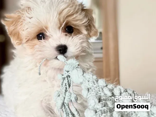 toy maltipoo