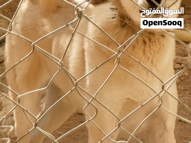 كلب حراسه مدرب للبيع بسعر مغري