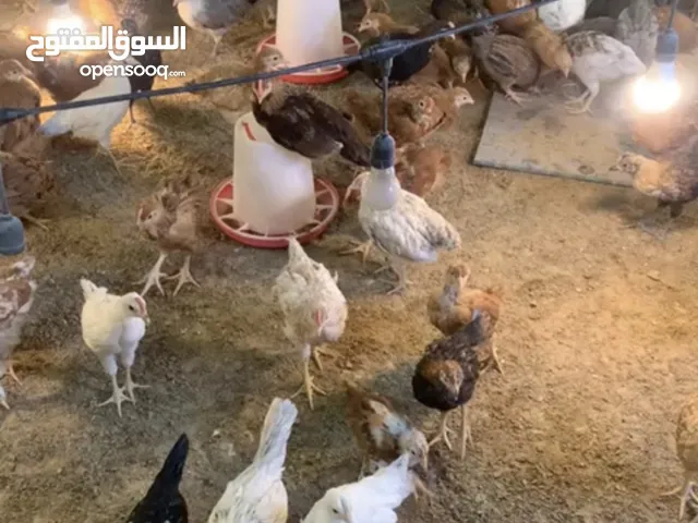 متوفر دجاج للبيع التوصيل على حساب الشاري