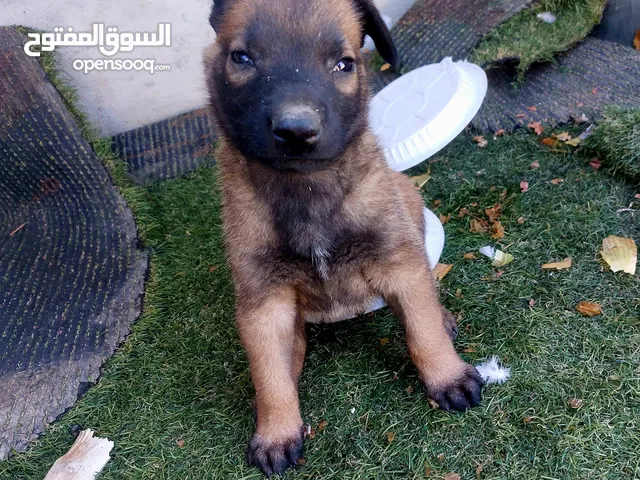 جرو ذكر بلجم مالينو 45 يوم