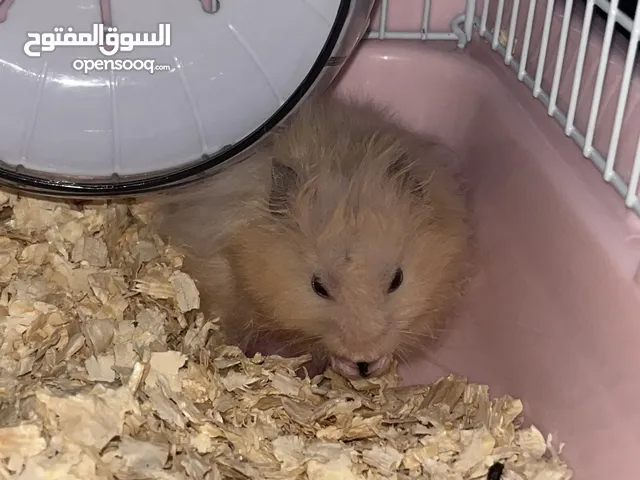 هامستر + بيت الهامستر + اكله و رمله