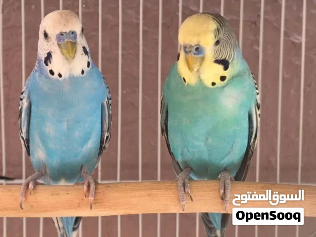 locally budgies for breeding