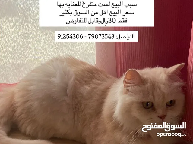 انثى شيرازيه للبيع