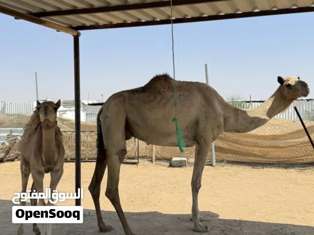 بنت حشيم والابو شاهين المحمداني والبكره لي تحتي مطياح تاريخ 2026/1/16