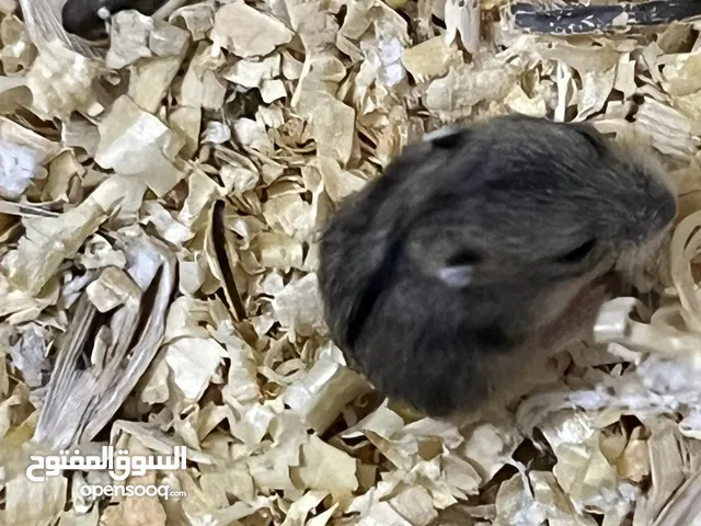 هامستر ونتر وايت للبيع