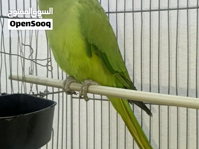 ببغاء دره هندي ذكر