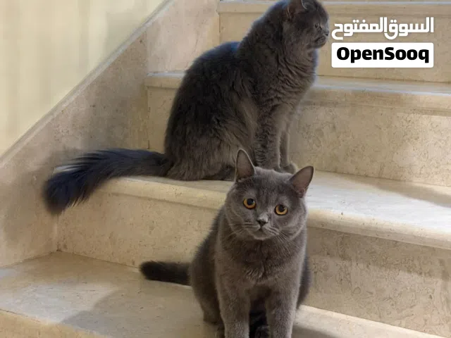 قطط انثى وذكر للبيع