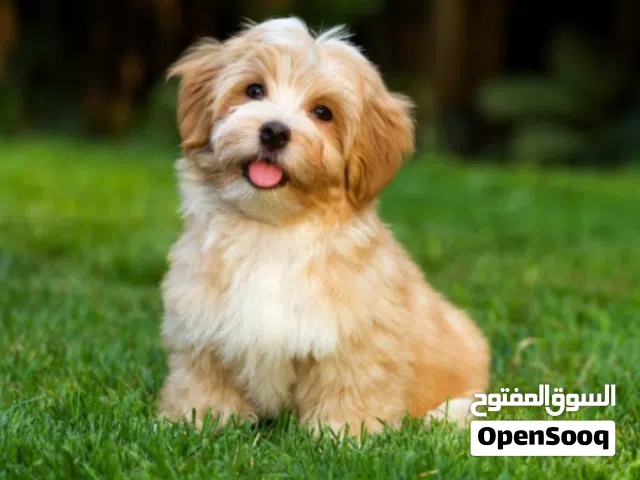 مطلوب كلب للتبني يكون اليف