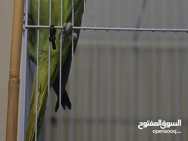 ببغاء الدرة الهندي