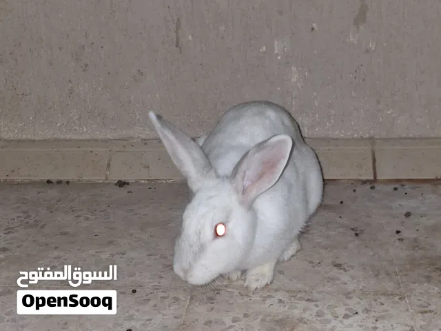 ارانب دكر الماني ونتايا مالطيه