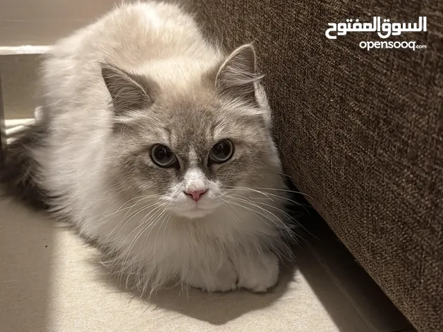 قط للبيع