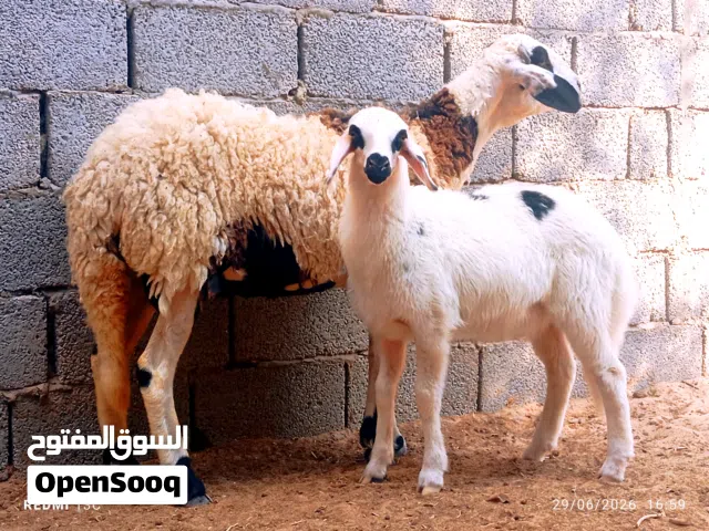 على بركه الله  نعجه هجين صوف تحتها حوليا تبارك الرحمن