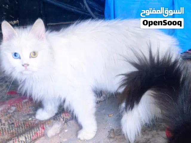 سلام عليكم اريد قطة أي لون اريدها صغيرة ومال بيت مو مال شارع